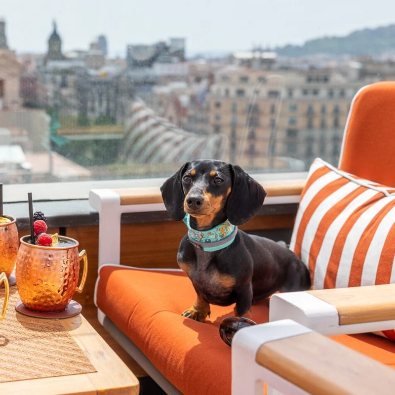 010-destacado-majestic-dog-friendly.jpg